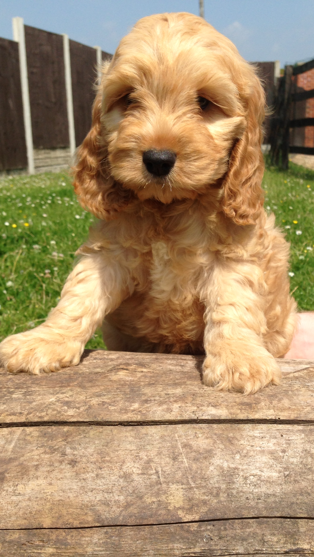 Cocker poodle deals rescue